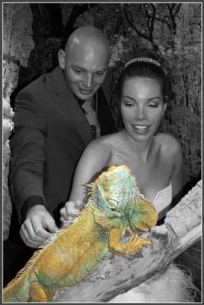 iguana