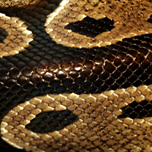 Informatie over de Koningspython...