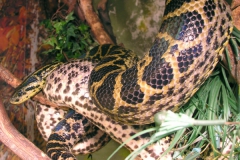 Gele anaconda